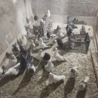 کبوتر|پرنده|گلستان (تهران), |دیوار