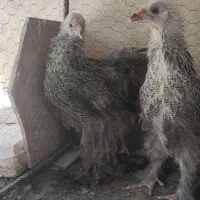 نیمچه برهما دارک