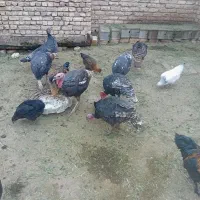 فروش مرغ تخم گذار و بوقلمون