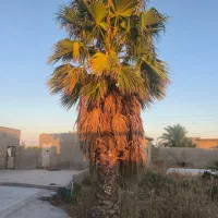 درخت نخل تزیینی