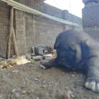 ماده عراقی|سگ|میاندوآب, |دیوار