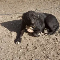 واگذاری توله سگ پیتبول|سگ|ساوه, |دیوار