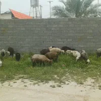 تعدادی گوسفند نقدی یا معاوضه با خودرو سواری