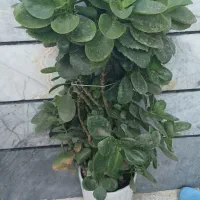 گل قاشق|گل و گیاه طبیعی|زنجان, |دیوار