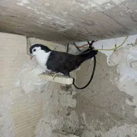 ۴تاکفترجوجه چپ کلاغ چپ ساده|پرنده|مشهد, شهید قربانی|دیوار