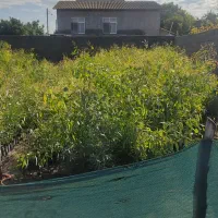 فروش نهال اکالیبتوس