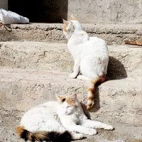 واگذاری گربه