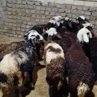 گوسفند و بره ماده