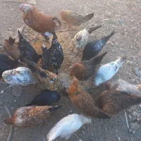 فروش