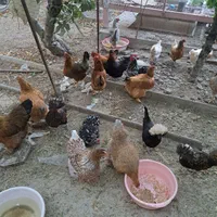 تخم نطفه دار ویادونت، برهما، لهستانی، کوشین ،لری|حیوانات مزرعه|شاهین‌شهر, مخابرات (شهید بهشتی)|دیوار