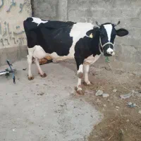 گاو|حیوانات مزرعه|کوهنانی, |دیوار