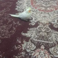 فروش عروس هلندی لوتینو ماده