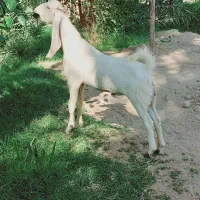 چپش گلابی گوش بلند