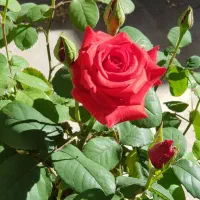 نگهبانی باغ با جای سکونت خانواده