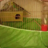 فروش یا معاوضه با یه عدد عروس هلندی ۲ماهه|پرنده|ارومیه, |دیوار