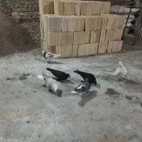 6تا حیوون ساده زاغ سفیدو