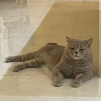 گربه اسکاتیش