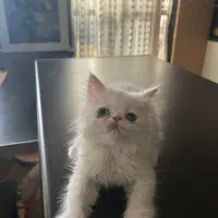 واگذاری پرشین اسکاتیش|گربه|گرگان, |دیوار