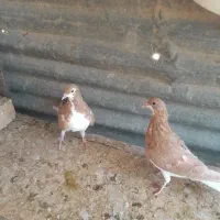 خوشرنگ زرد چشم چنگ سفید|پرنده|شیراز, مسلم|دیوار