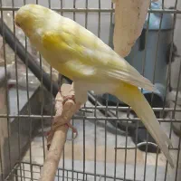 قناری نر خوش رنگصاف بدون ی پر خراب درشت کشیده