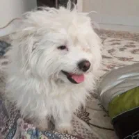 سگ باهوش و واکسن زده