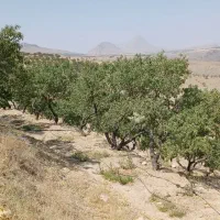 باغ بادام مامایی طرح طوبی یک بن
