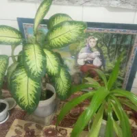 گل آپارتمانی|گل و گیاه طبیعی|فسا, |دیوار