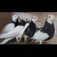 ۱۲۰تا کبوترشهرستانی اول بخون بعد تماس بگیر|پرنده|تهران, سبلان (لشگر)|دیوار