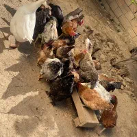 مرغ خروس غاز