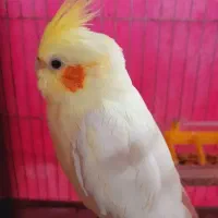 عروس هلندی لوتینو