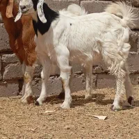 دوتا چپش نری رشتی چاق