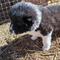 سگ قدرجونی خرسی