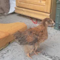 جوجه رسمی ۳ ماه خیلی سرحال