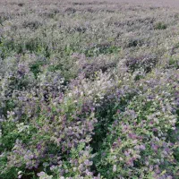 بذر یونجه بغدادی