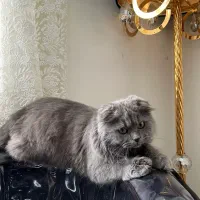 گربه اسکاتیش ماده ۵ماهه