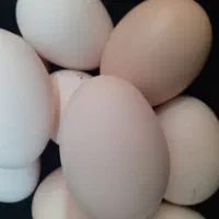 تخم‌مرغ‌محلی‌درشت‌وتازه