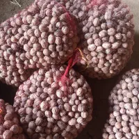 گردو تازه