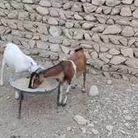 بز آبستن جوان دوقلوزا و کهره نر سفید دورگ سومال