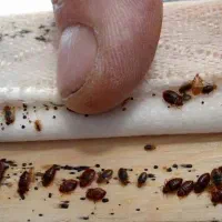 سمپاشی ساس وسوسک باضمانت کتبی سم پاشی دریک مرحله