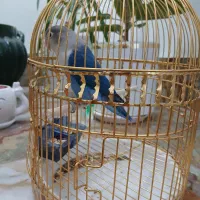 طوطی کوتوله