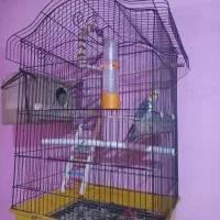 عروس هلندی نر سالم|پرنده|پاکدشت, شهرک انقلاب|دیوار