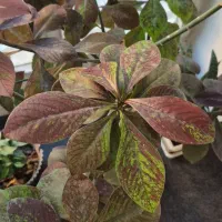 درخته بهار نارنج و درختچه فردوس|گل و گیاه طبیعی|ارومیه, |دیوار