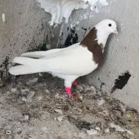 کفتر بندر جاسک|پرنده|میناب, |دیوار