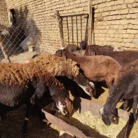 میش غزل افشار