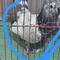 جوجه کبوتر