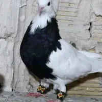 کبوتر باخت رفته