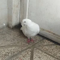 کفتر فروش فوری|پرنده|محمدشهر, محمدشهر|دیوار