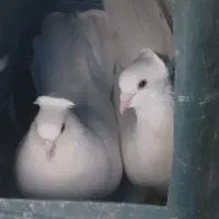 کبوتر نقش و زیبا