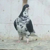 سه تا جفتی زرد وشامی روشن  6تاماده شهری کبوتر