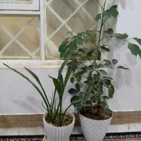 گل زیبا ی سانسوریا شیفلرا